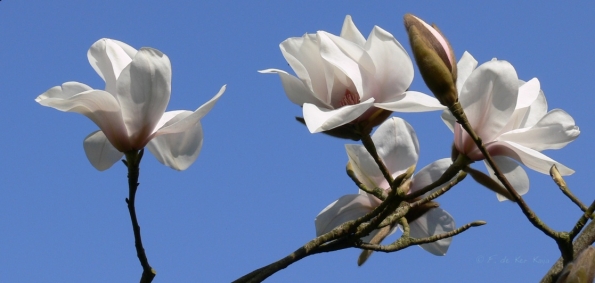 Bois des Moutiers (83) mars 2012